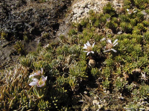 Imágen de Asteraceae sp. #2065 (). Haga un clic para aumentar parte de imágen.