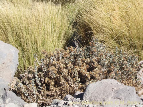 Imágen de Senecio sp. #2024 (). Haga un clic para aumentar parte de imágen.