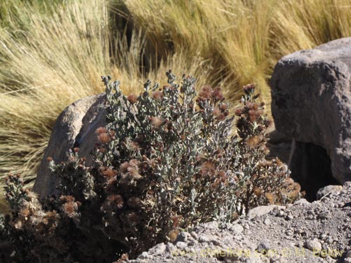 Imágen de Senecio sp. #2024 (). Haga un clic para aumentar parte de imágen.