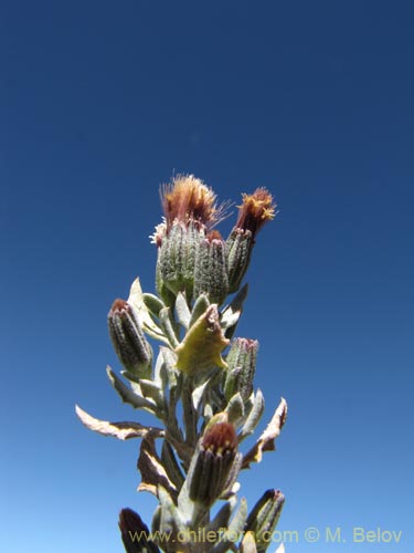 Imágen de Senecio sp. #2024 (). Haga un clic para aumentar parte de imágen.