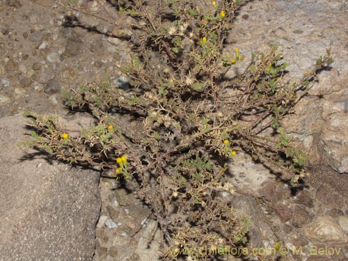 Imágen de Senecio sp. #2046 (). Haga un clic para aumentar parte de imágen.