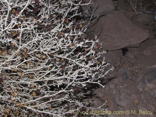 Imágen de Aphyllocladus denticulatus var. calvus (). Haga un clic para aumentar parte de imágen.