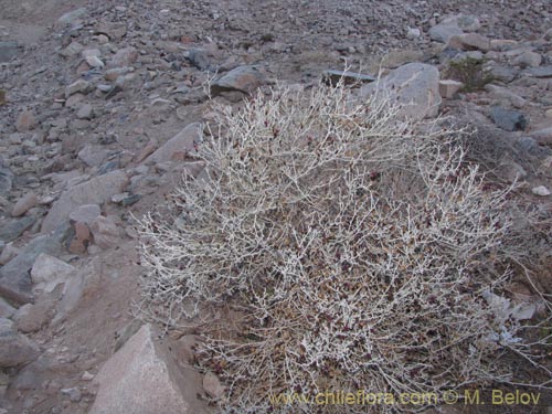 Imágen de Aphyllocladus denticulatus var. calvus (). Haga un clic para aumentar parte de imágen.