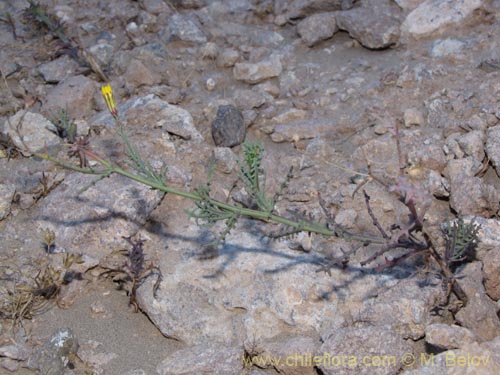 Imágen de Senecio sp. #2042 (). Haga un clic para aumentar parte de imágen.