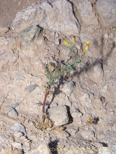 Imágen de Senecio sp. #2042 (). Haga un clic para aumentar parte de imágen.