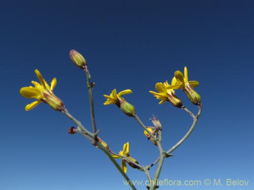 Imágen de Senecio sp. #2042 (). Haga un clic para aumentar parte de imágen.