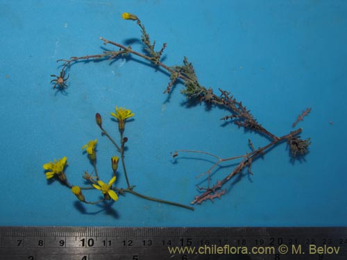 Imágen de Senecio sp. #2042 (). Haga un clic para aumentar parte de imágen.