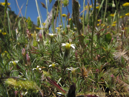 Imágen de Chaetanthera sp. #2153 (). Haga un clic para aumentar parte de imágen.