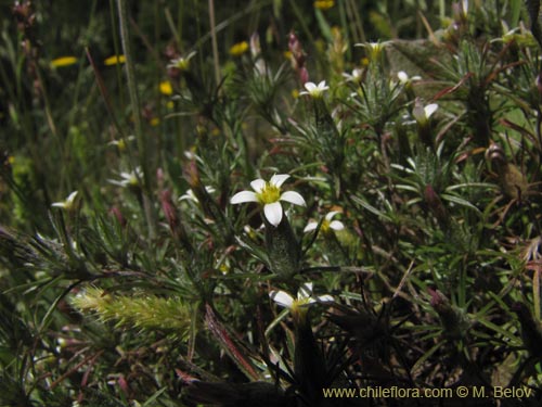 Imágen de Chaetanthera sp. #2153 (). Haga un clic para aumentar parte de imágen.