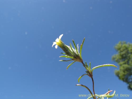 Imágen de Chaetanthera sp. #2153 (). Haga un clic para aumentar parte de imágen.