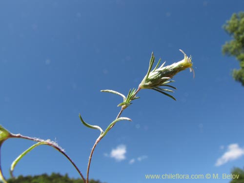 Imágen de Chaetanthera sp. #2153 (). Haga un clic para aumentar parte de imágen.