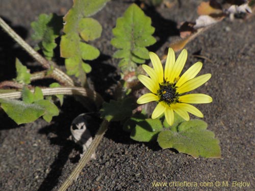 Image of Arctotheca calendula (Filigrana pequeña). Click to enlarge parts of image.