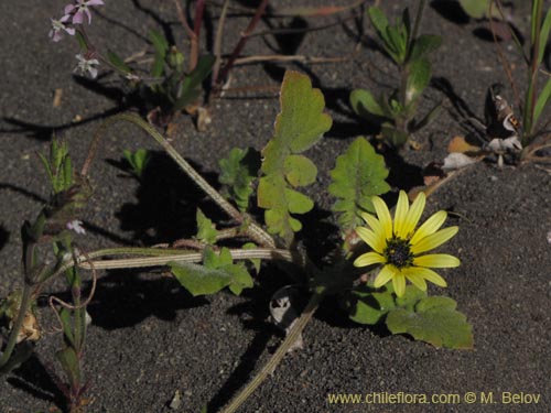 Imágen de Arctotheca calendula (Filigrana pequeña). Haga un clic para aumentar parte de imágen.