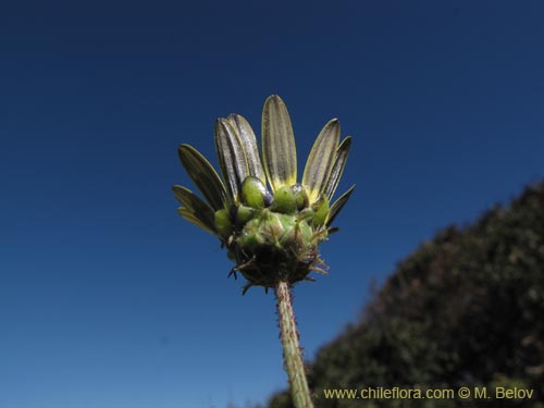 Image of Arctotheca calendula (Filigrana pequeña). Click to enlarge parts of image.