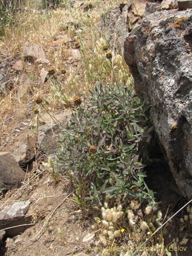 Imágen de Asteraceae sp. #3105 (). Haga un clic para aumentar parte de imágen.