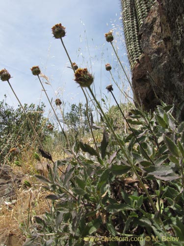 Imágen de Asteraceae sp. #3105 (). Haga un clic para aumentar parte de imágen.