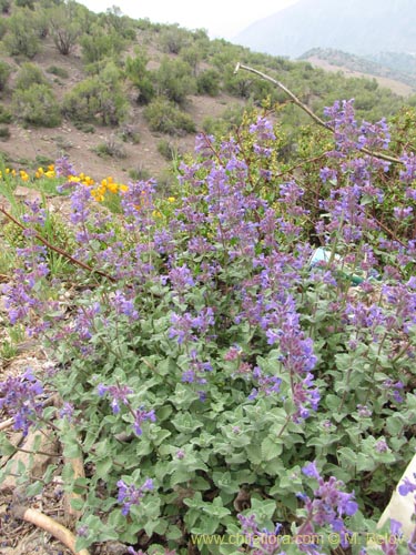 Imágen de Nepeta mussinii (). Haga un clic para aumentar parte de imágen.