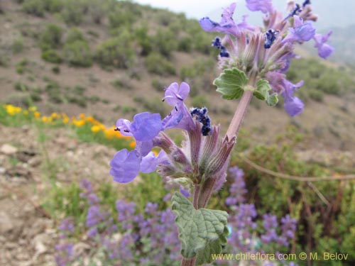 Imágen de Nepeta mussinii (). Haga un clic para aumentar parte de imágen.