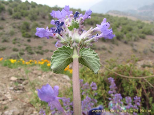 Imágen de Nepeta mussinii (). Haga un clic para aumentar parte de imágen.