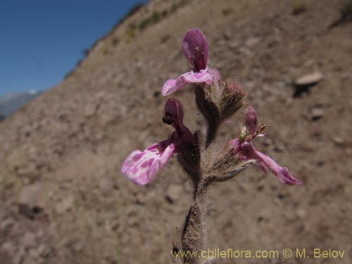 Stachys sp. #1343の写真