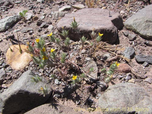 Imágen de Chaetanthera sp. #3042 (). Haga un clic para aumentar parte de imágen.