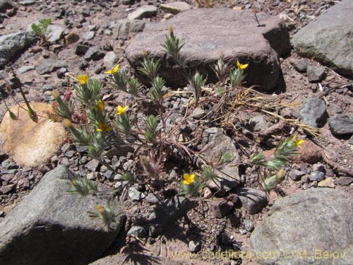 Imágen de Chaetanthera sp. #3042 (). Haga un clic para aumentar parte de imágen.