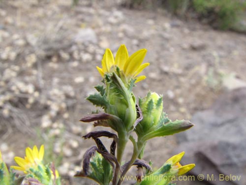 Bild von Asteraceae sp. #3128 (). Klicken Sie, um den Ausschnitt zu vergrössern.