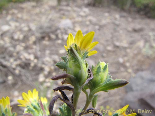 Imágen de Asteraceae sp. #3128 (). Haga un clic para aumentar parte de imágen.