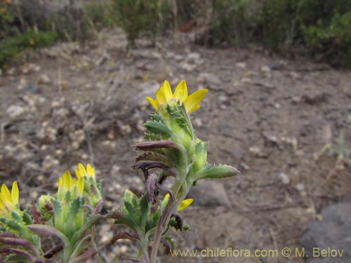 Imágen de Asteraceae sp. #3128 (). Haga un clic para aumentar parte de imágen.