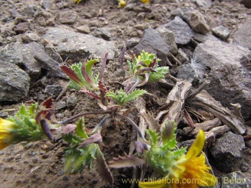 Asteraceae sp. #3128의 사진