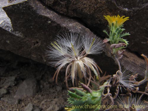 Imágen de Asteraceae sp. #3128 (). Haga un clic para aumentar parte de imágen.