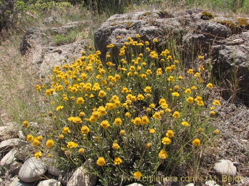 Imágen de Haplopappus sp. #9358 (). Haga un clic para aumentar parte de imágen.