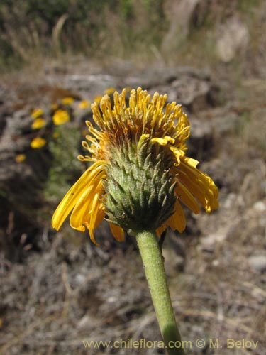 Imágen de Haplopappus sp. #9358 (). Haga un clic para aumentar parte de imágen.