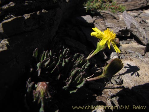 Imágen de Senecio sp. #2189 (). Haga un clic para aumentar parte de imágen.