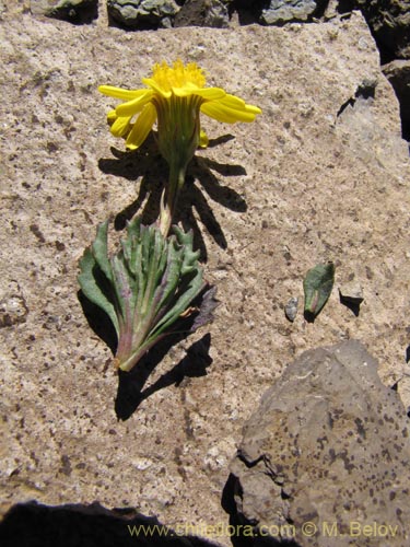 Imágen de Senecio sp. #2189 (). Haga un clic para aumentar parte de imágen.