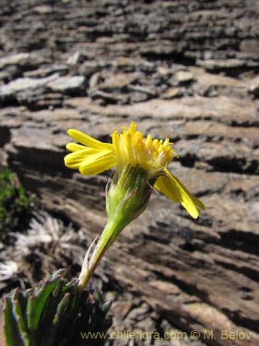 Imágen de Senecio sp. #2189 (). Haga un clic para aumentar parte de imágen.