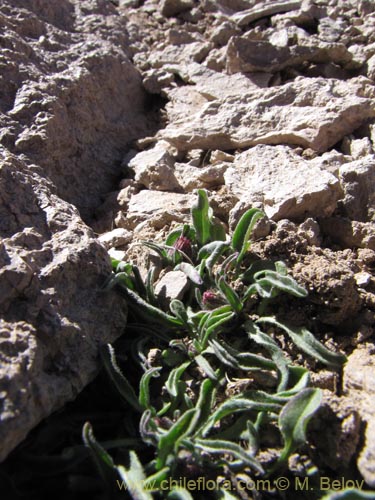 Imágen de Asteraceae sp. #3165 (). Haga un clic para aumentar parte de imágen.