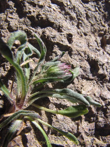 Imágen de Asteraceae sp. #3165 (). Haga un clic para aumentar parte de imágen.