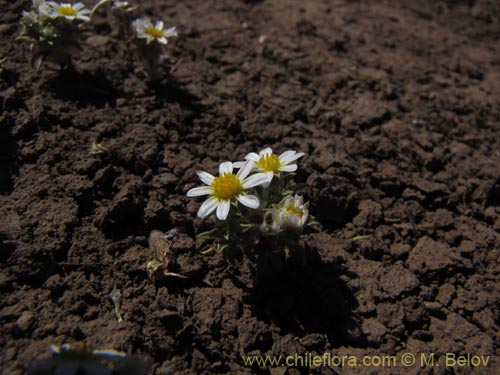 Chaetanthera sp. #3163的照片