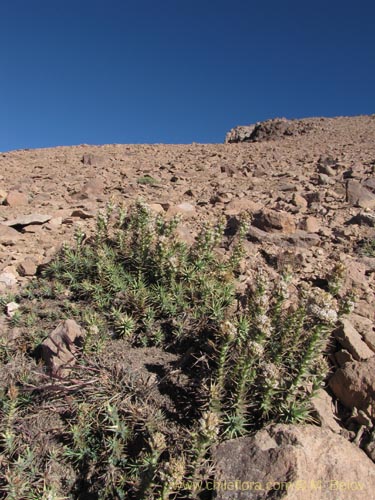 Imágen de Nassauvia pyramidalis (Nassauvia de espiga densa). Haga un clic para aumentar parte de imágen.