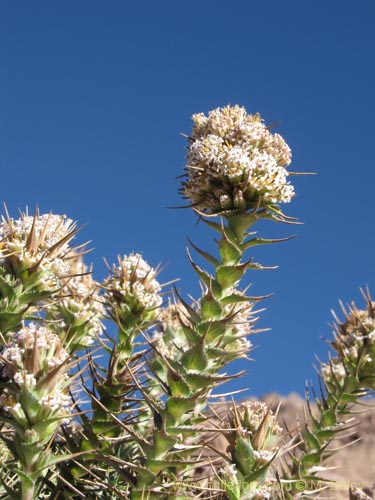 Imágen de Nassauvia pyramidalis (Nassauvia de espiga densa). Haga un clic para aumentar parte de imágen.