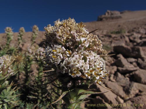 Imágen de Nassauvia pyramidalis (Nassauvia de espiga densa). Haga un clic para aumentar parte de imágen.