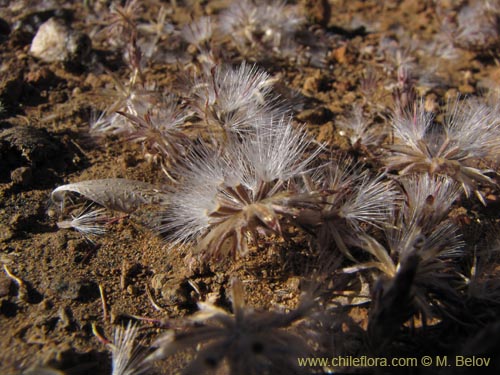 Imágen de Chaetanthera sp. #2227 (). Haga un clic para aumentar parte de imágen.