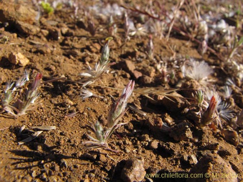 Imágen de Chaetanthera sp. #2227 (). Haga un clic para aumentar parte de imágen.