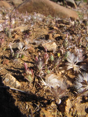 Imágen de Chaetanthera sp. #2227 (). Haga un clic para aumentar parte de imágen.