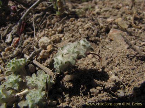 Imágen de Chaetanthera sp. #2225 (). Haga un clic para aumentar parte de imágen.