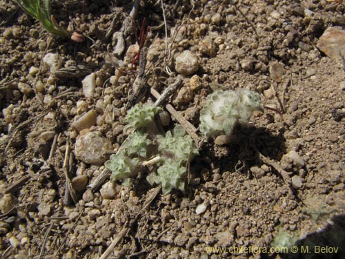 Imágen de Chaetanthera sp. #2225 (). Haga un clic para aumentar parte de imágen.