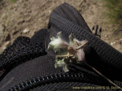 Imágen de Chaetanthera sp. #2225 (). Haga un clic para aumentar parte de imágen.