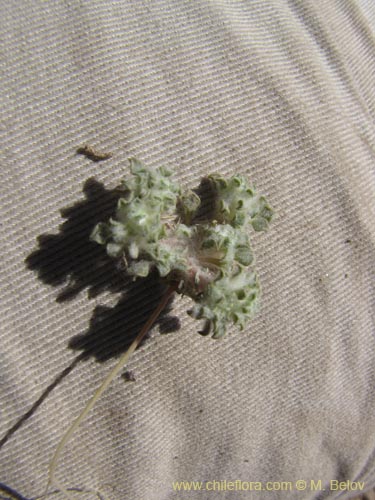 Imágen de Chaetanthera sp. #2225 (). Haga un clic para aumentar parte de imágen.