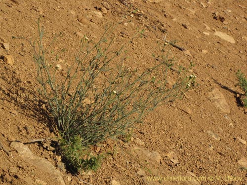 Imágen de Senecio sp. #2231 (). Haga un clic para aumentar parte de imágen.